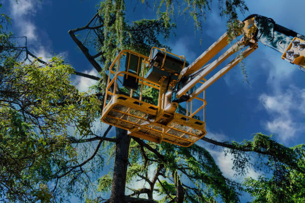 Best Arborist Services Near Me  in Sunset Beach, NC